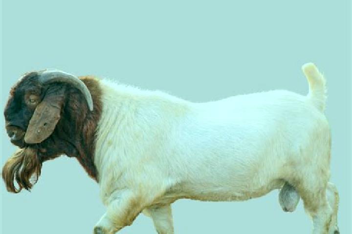 Goat s Gold demo